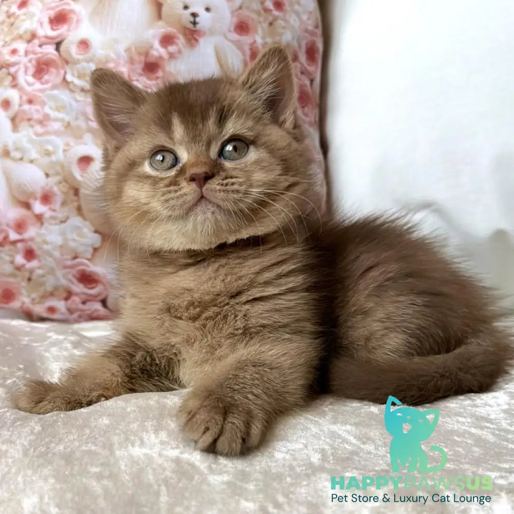 Ming British Shorthair male cinnamon ticked tabby - live animals