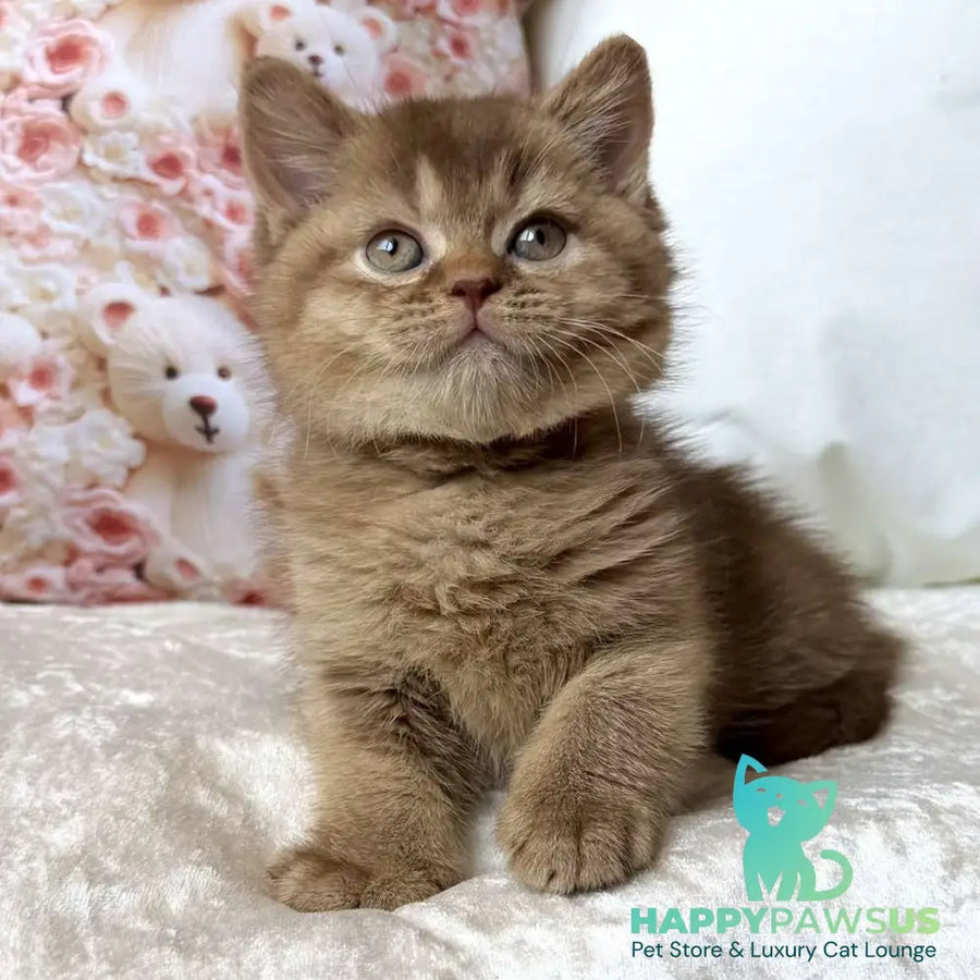 Ming British Shorthair male cinnamon ticked tabby - live animals