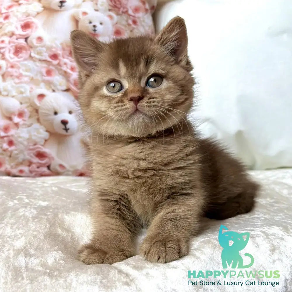 Ming British Shorthair male cinnamon ticked tabby - live animals