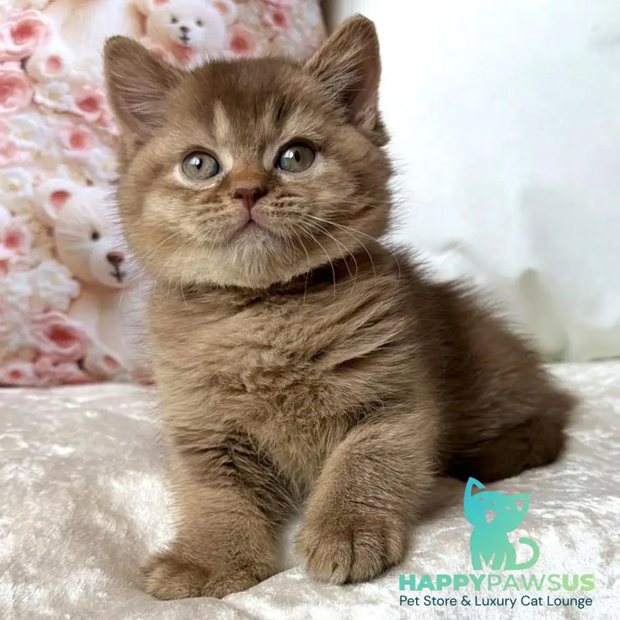 Ming British Shorthair male cinnamon ticked tabby - live animals