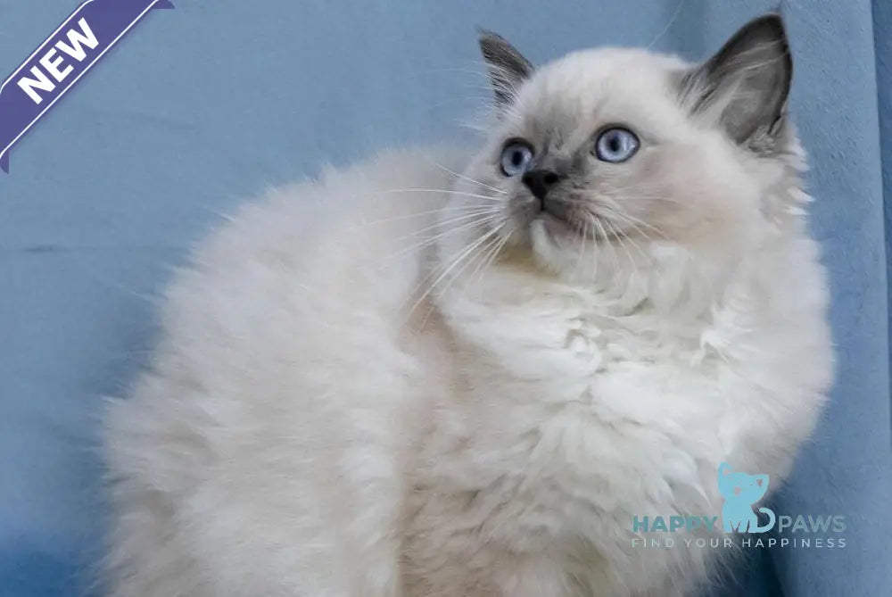 Minnie Ragdoll female blue mitted live animals