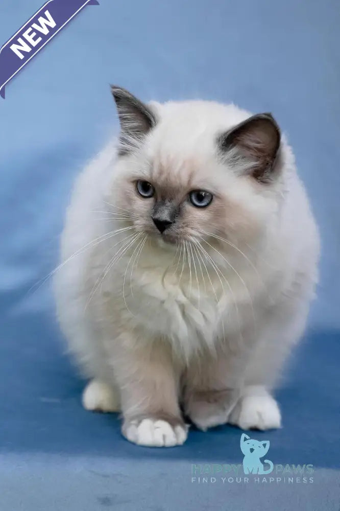Minnie Ragdoll female blue mitted live animals