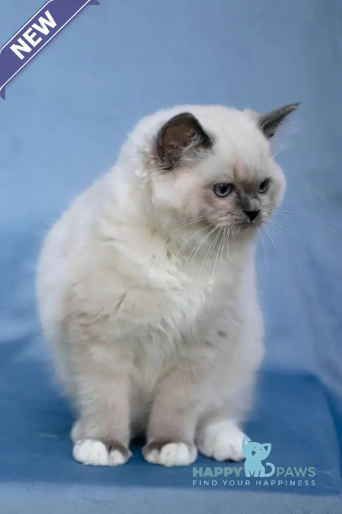 Minnie Ragdoll female blue mitted live animals