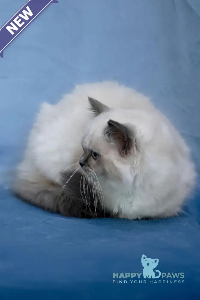 Minnie Ragdoll female blue mitted live animals