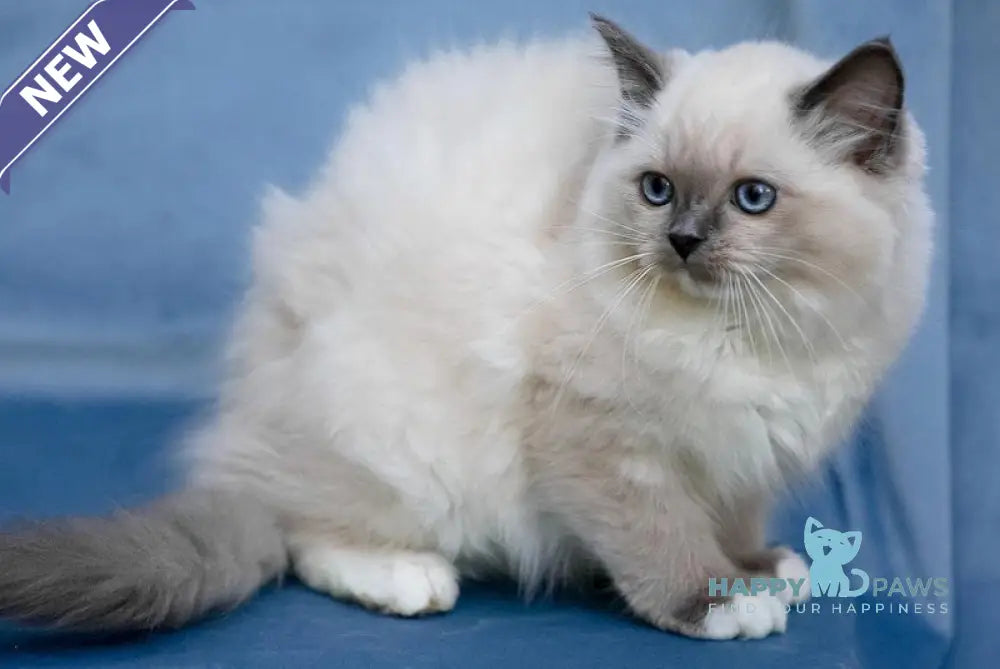 Minnie Ragdoll female blue mitted live animals
