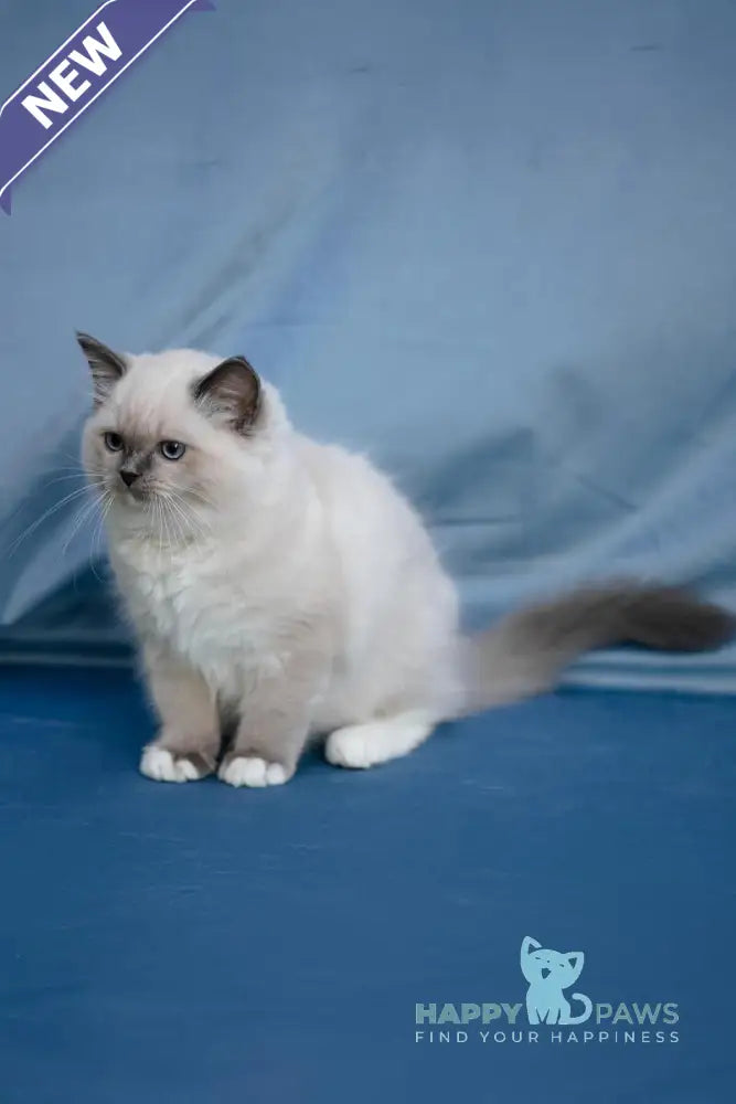 Minnie Ragdoll female blue mitted live animals