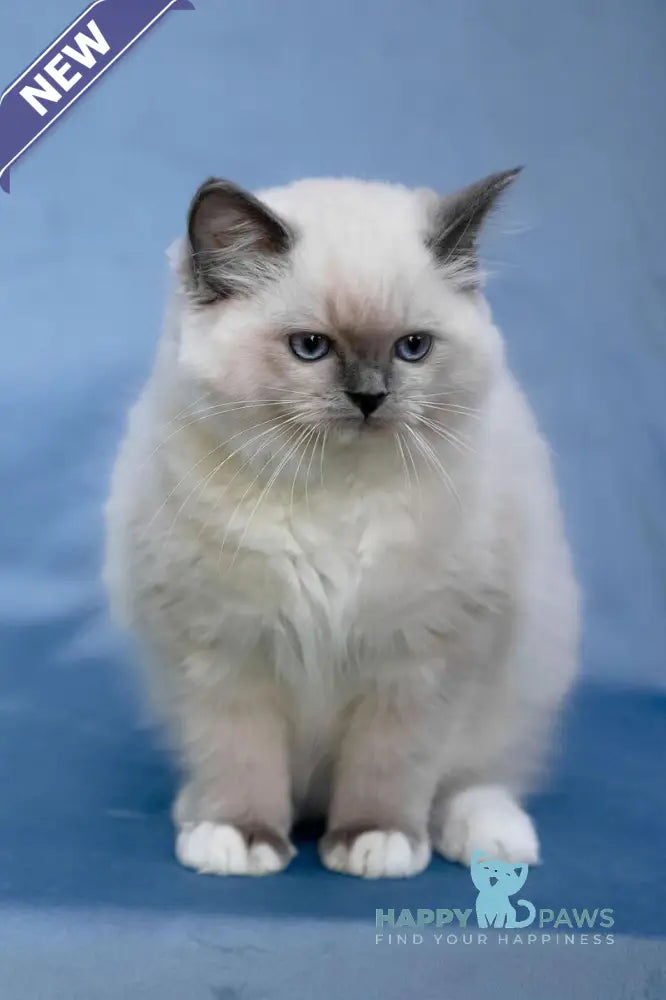 Minnie Ragdoll female blue mitted live animals