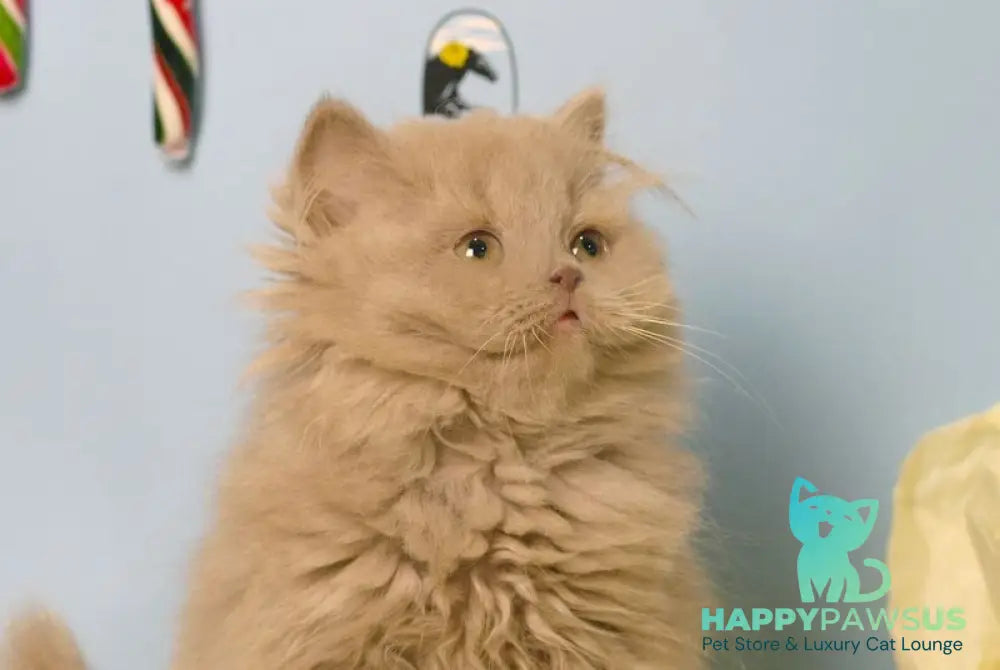 Mira British Longhair female lilac live animals