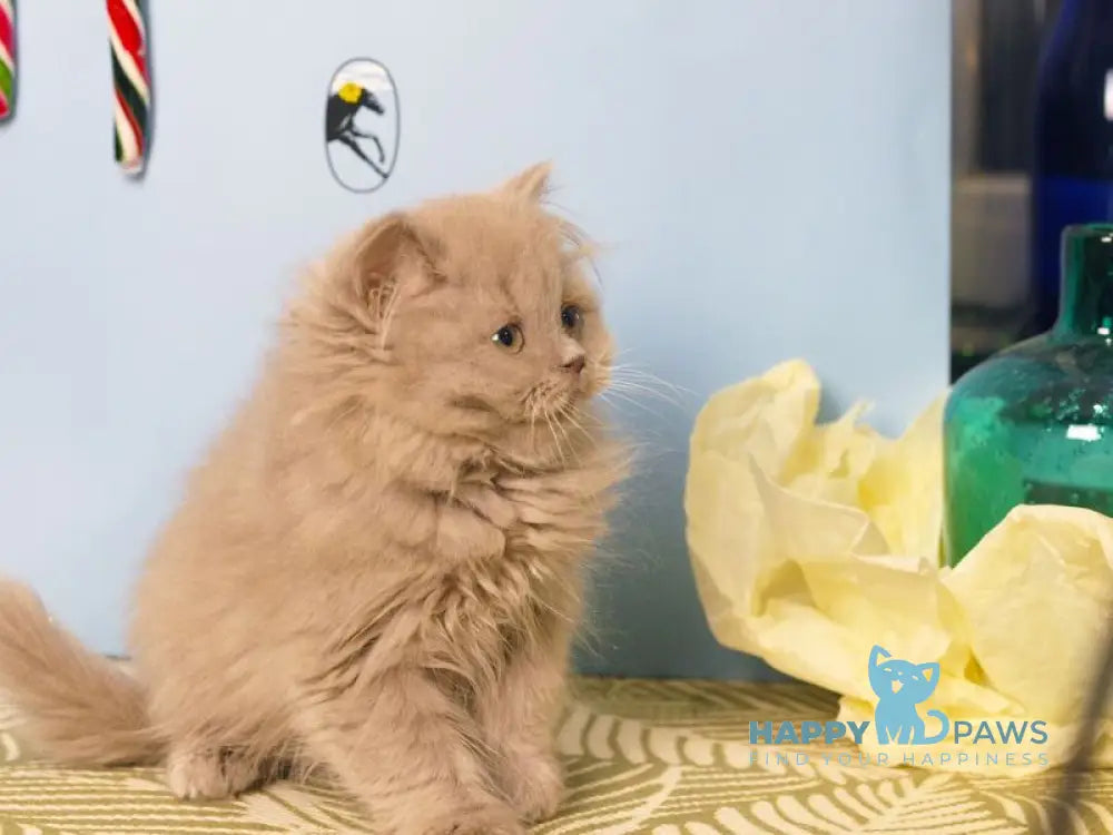 Mira British Longhair female lilac live animals