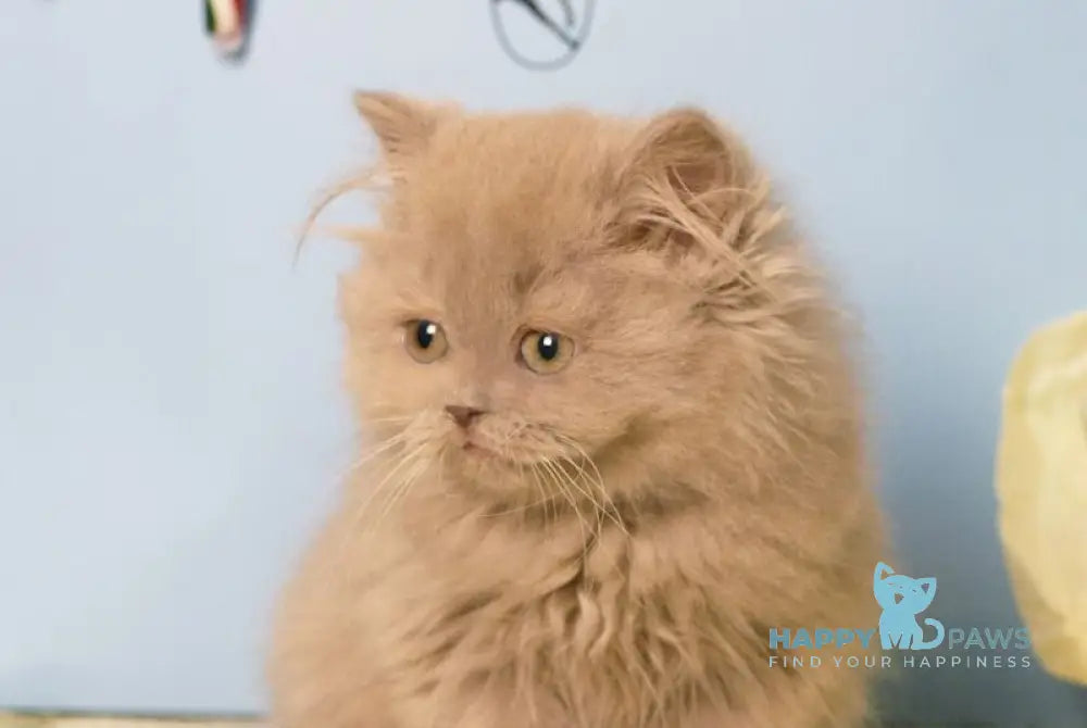 Mira British Longhair female lilac live animals