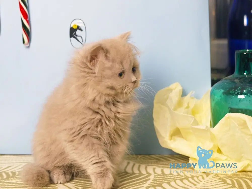 Mira British Longhair female lilac live animals