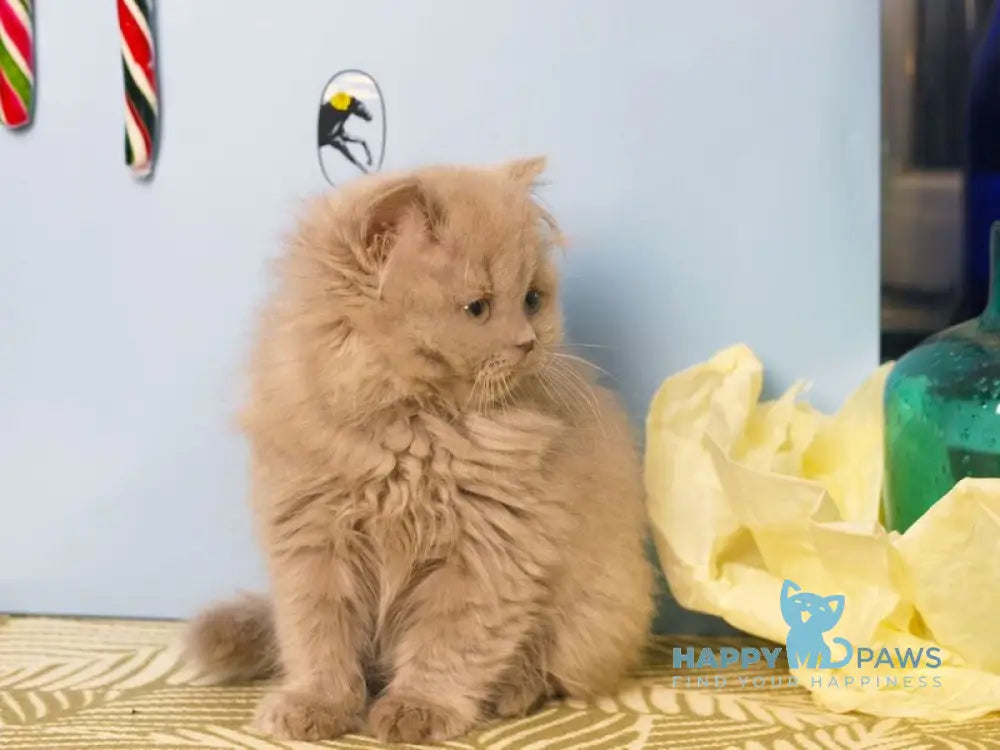 Mira British Longhair female lilac live animals