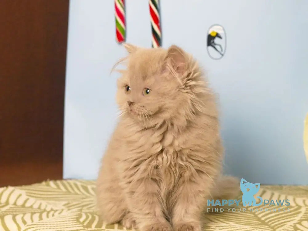 Mira British Longhair female lilac live animals