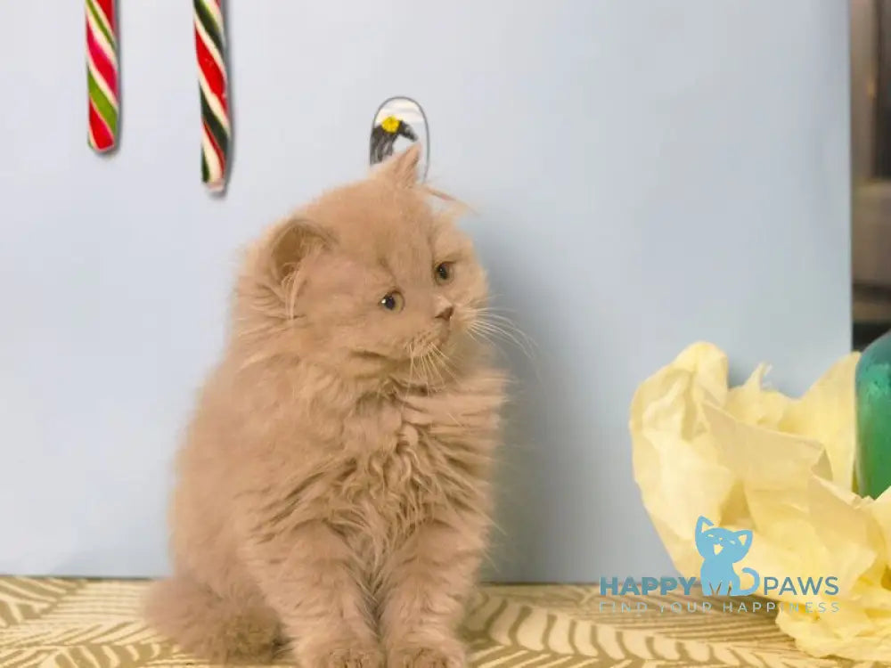 Mira British Longhair female lilac live animals