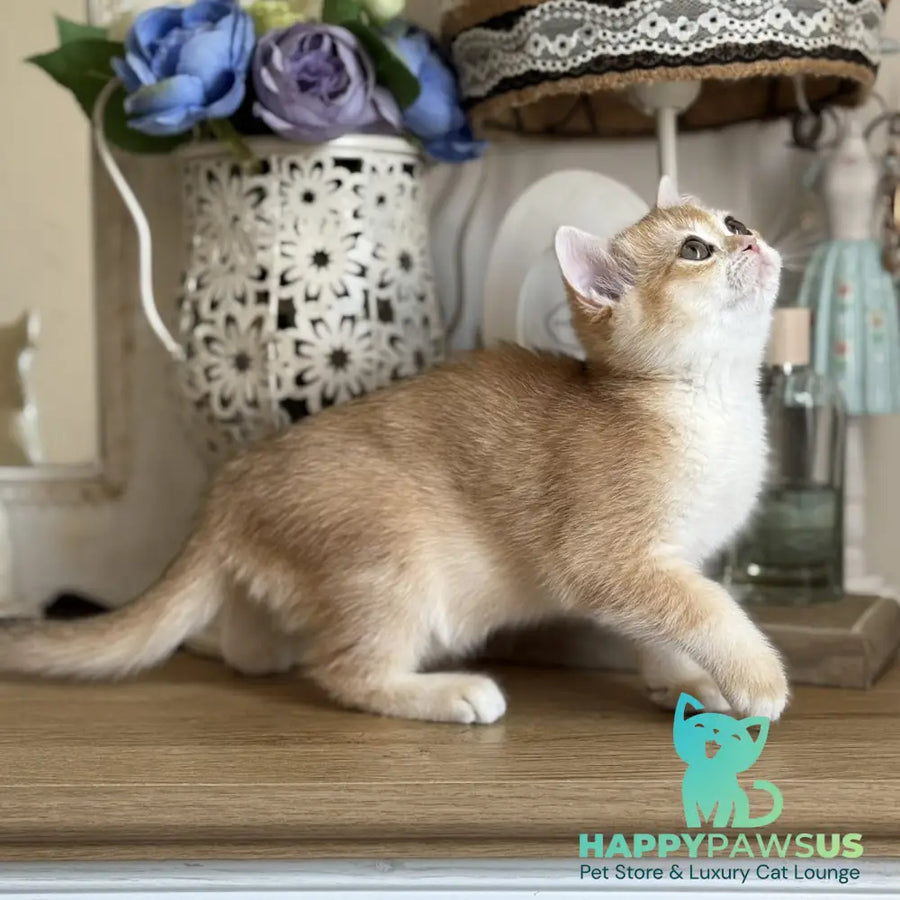 Mira British Shorthair female black golden chinchilla - live animals