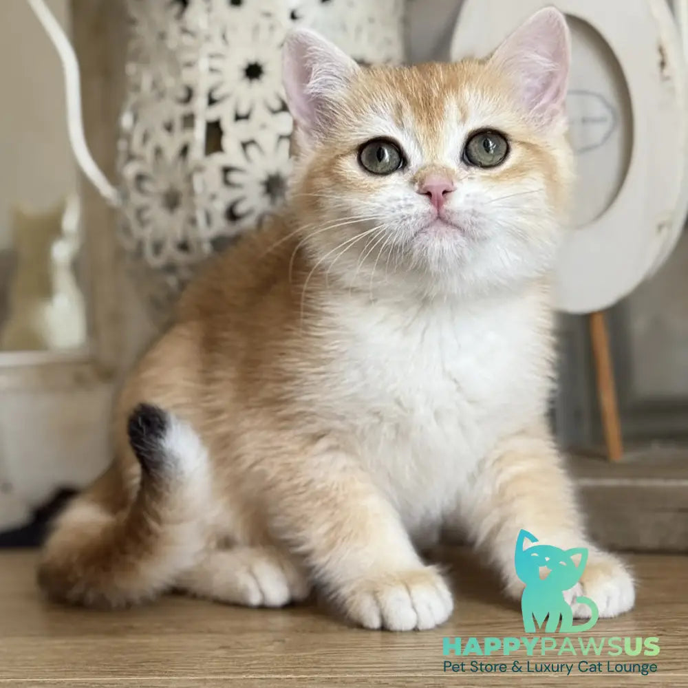 Mira British Shorthair female black golden chinchilla - live animals