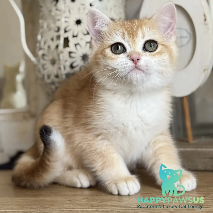 Mira British Shorthair female black golden chinchilla - live animals