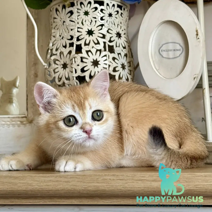 Mira British Shorthair female black golden chinchilla - live animals