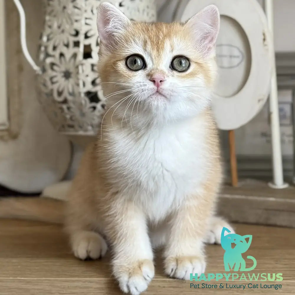 Mira British Shorthair female black golden chinchilla - live animals