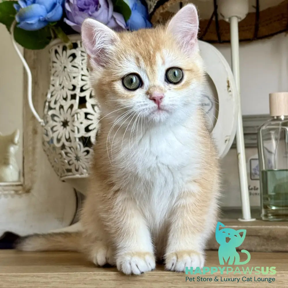 Mira British Shorthair female black golden chinchilla - live animals