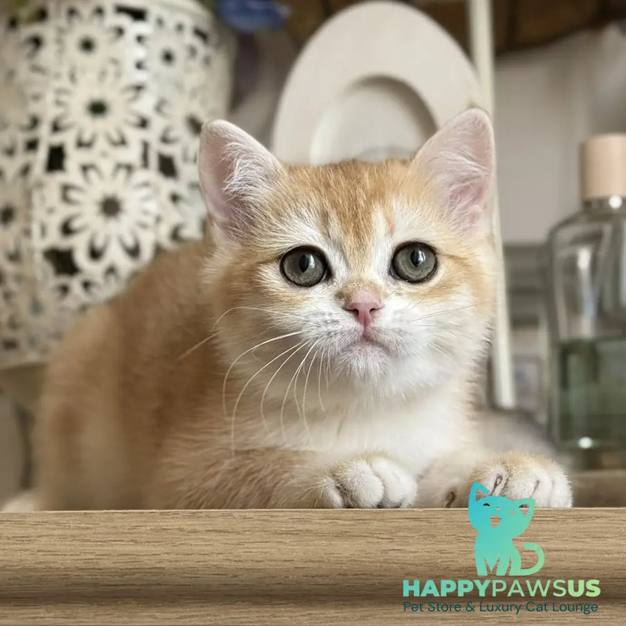 Mira British Shorthair female black golden chinchilla - live animals