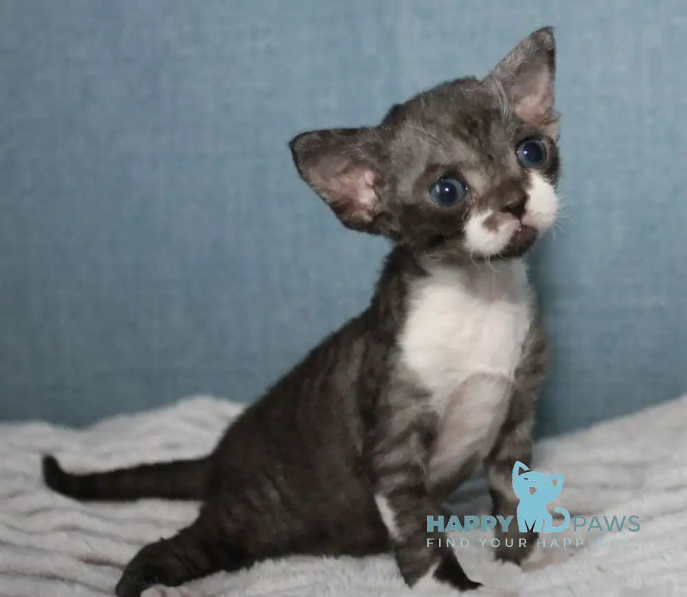 Mira Devon Rex female black bicolour live animals