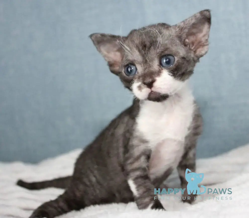 Mira Devon Rex female black bicolour live animals