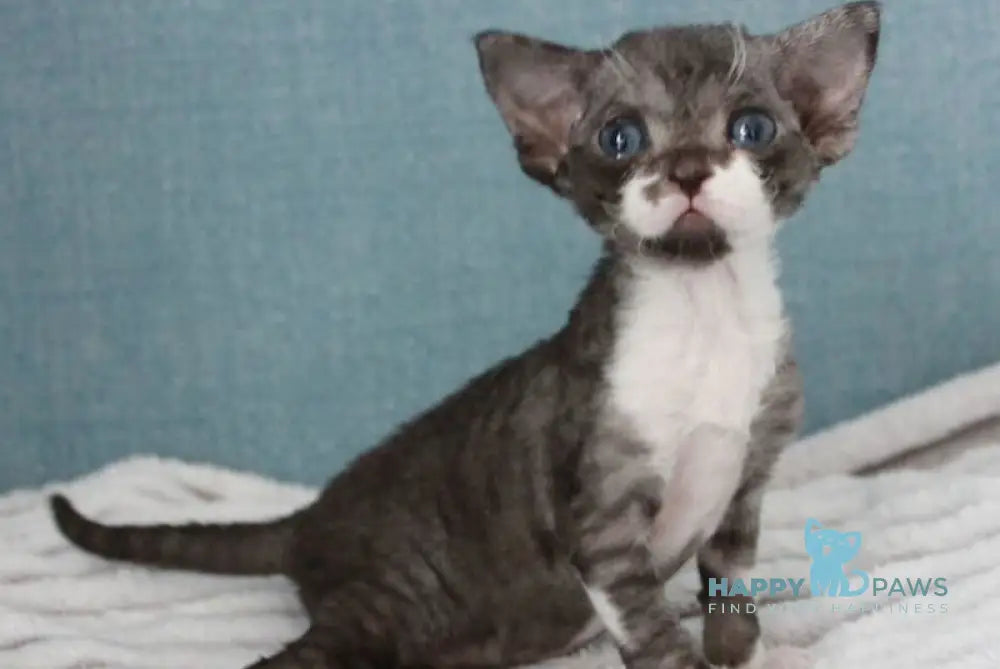 Mira Devon Rex female black bicolour live animals