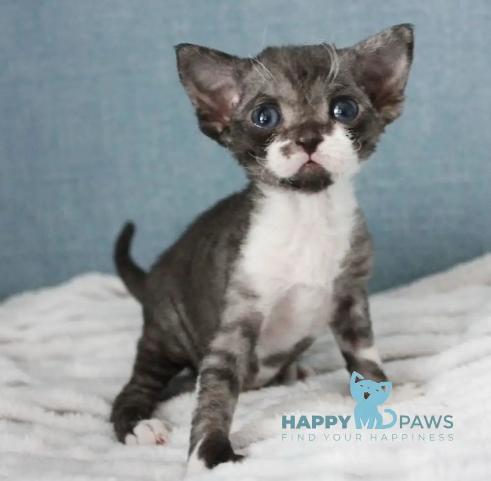 Mira Devon Rex female black bicolour live animals