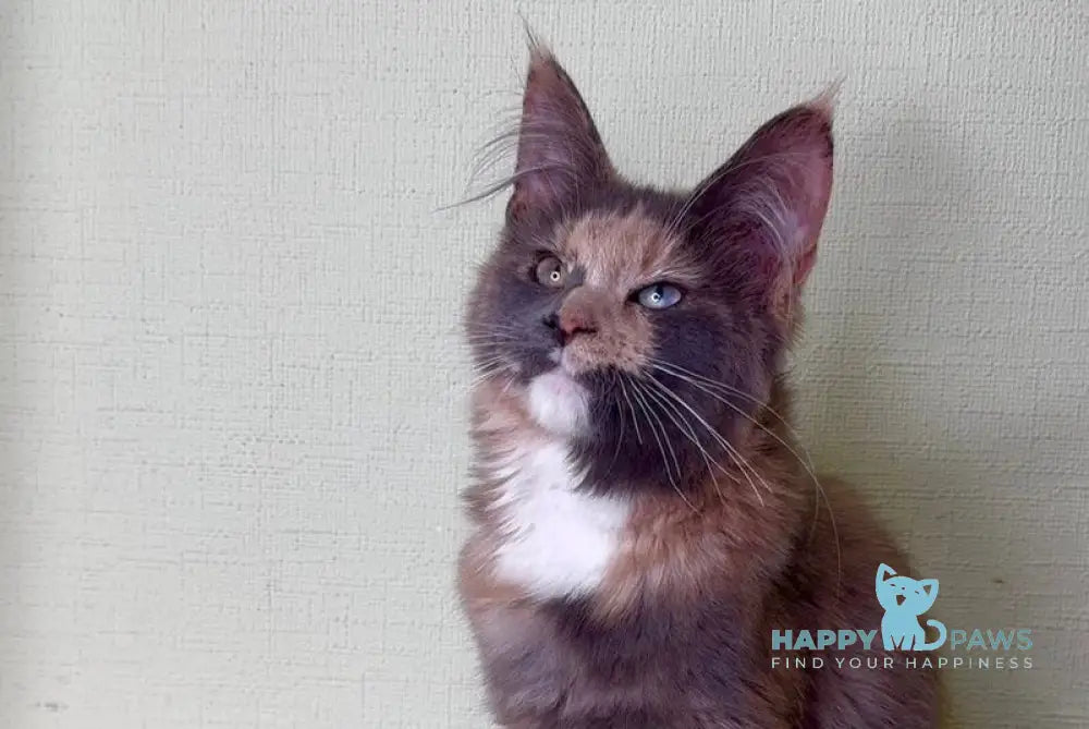 Mira Maine Coon female blue tortie silver bicolour live animals