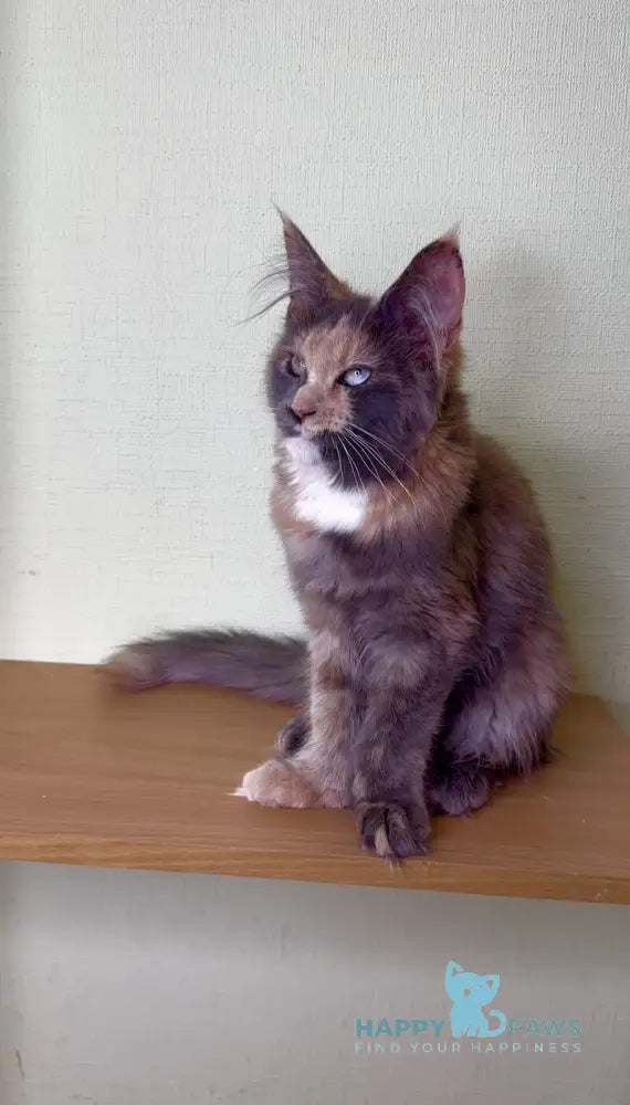 Mira Maine Coon female blue tortie silver bicolour live animals