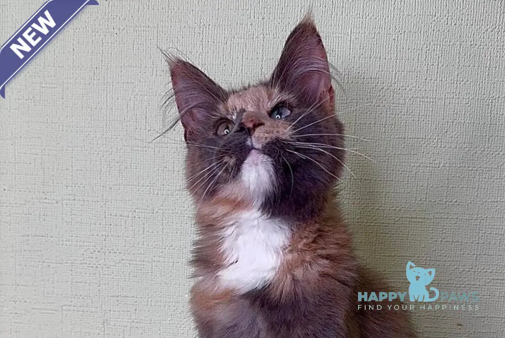 Mira Maine Coon female blue tortie silver bicolour live animals
