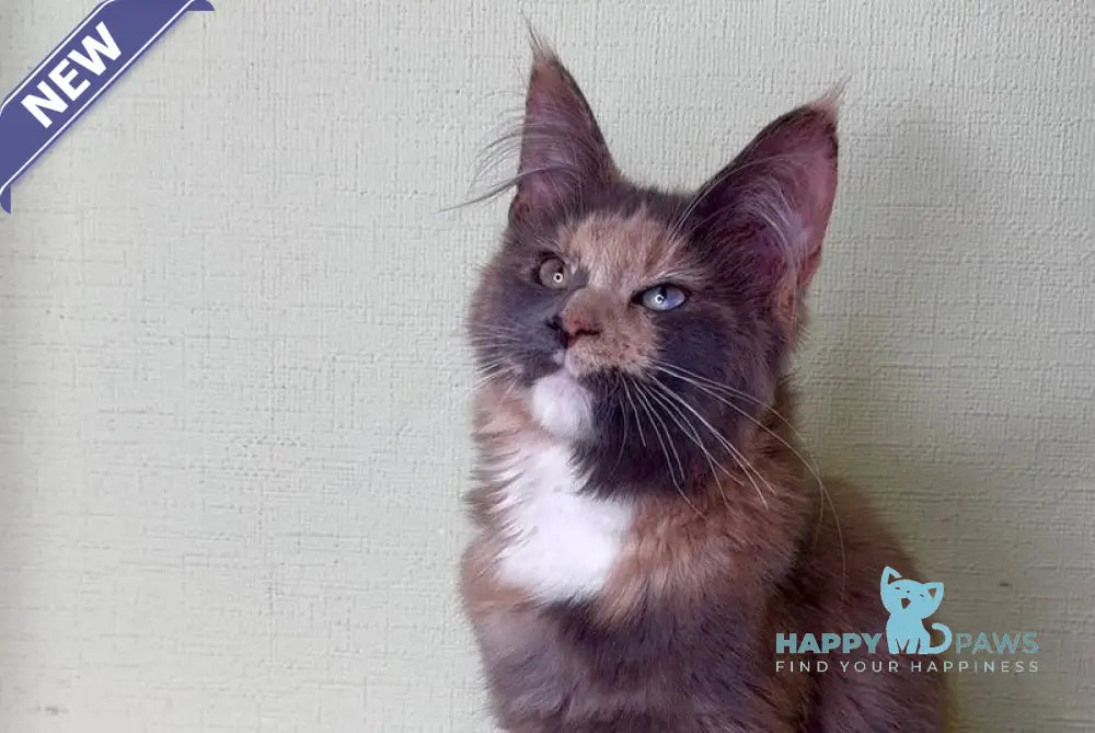 Mira Maine Coon female blue tortie silver bicolour live animals