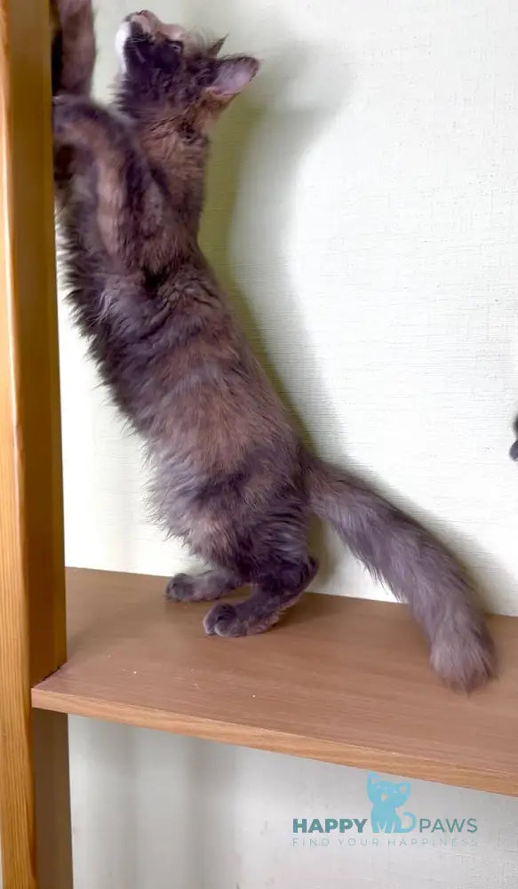 Mira Maine Coon female blue tortie silver bicolour live animals