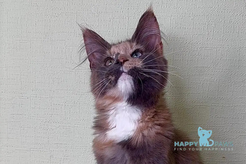 Mira Maine Coon female blue tortie silver bicolour live animals