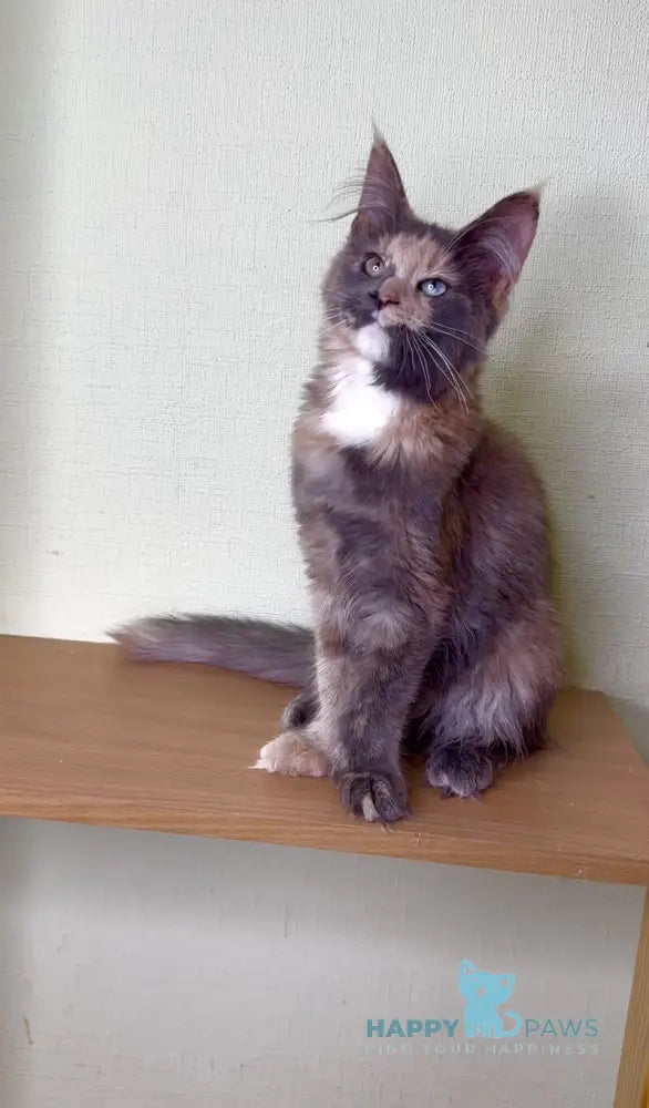 Mira Maine Coon female blue tortie silver bicolour live animals