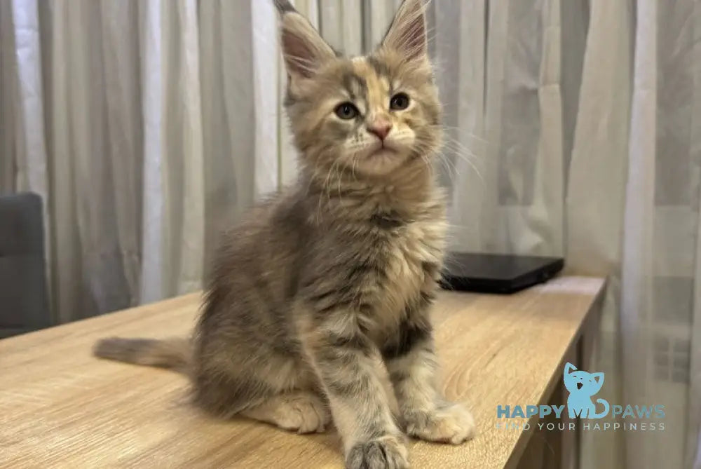 Mira Maine Coon female blue tortie tabby live animals