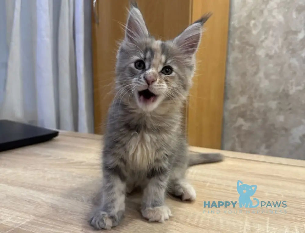 Mira Maine Coon female blue tortie tabby live animals