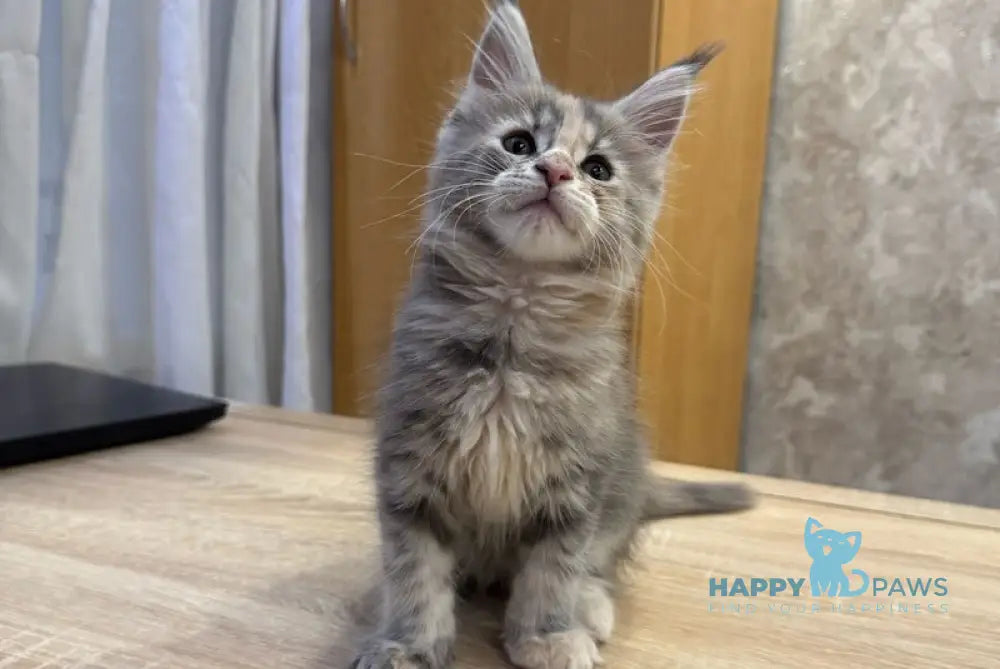Mira Maine Coon female blue tortie tabby live animals