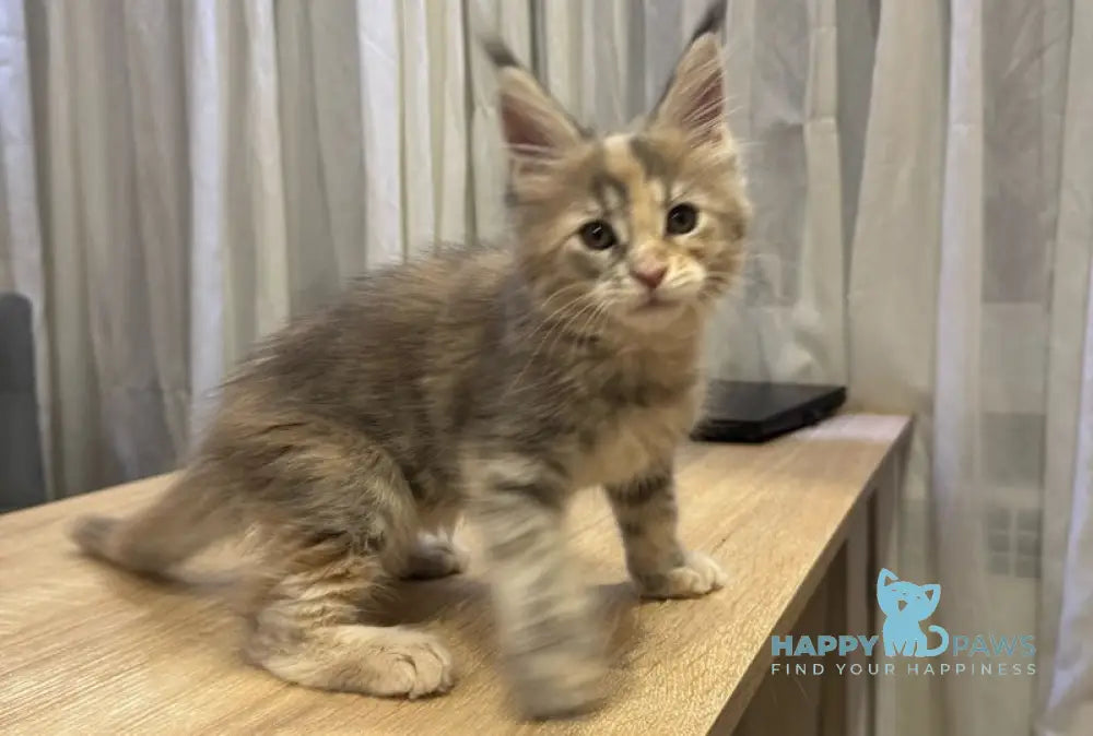 Mira Maine Coon female blue tortie tabby live animals