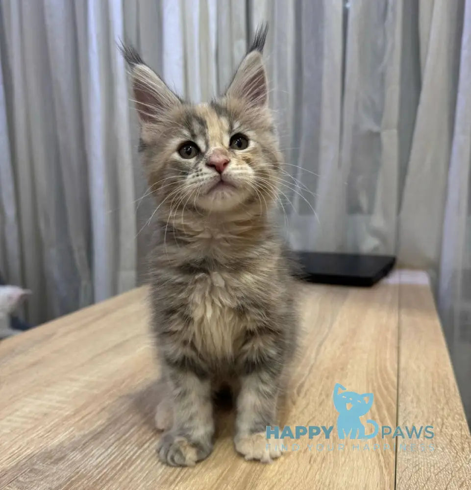 Mira Maine Coon female blue tortie tabby live animals