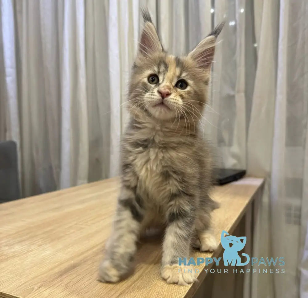 Mira Maine Coon female blue tortie tabby live animals