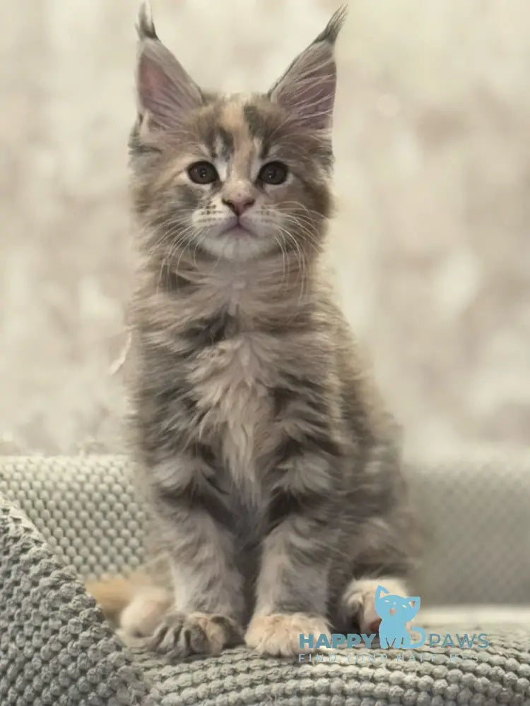 Mira Maine Coon female blue tortie tabby live animals