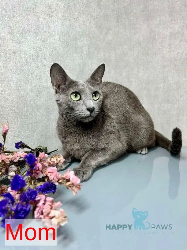 Mira Russian Blue female blue live animals