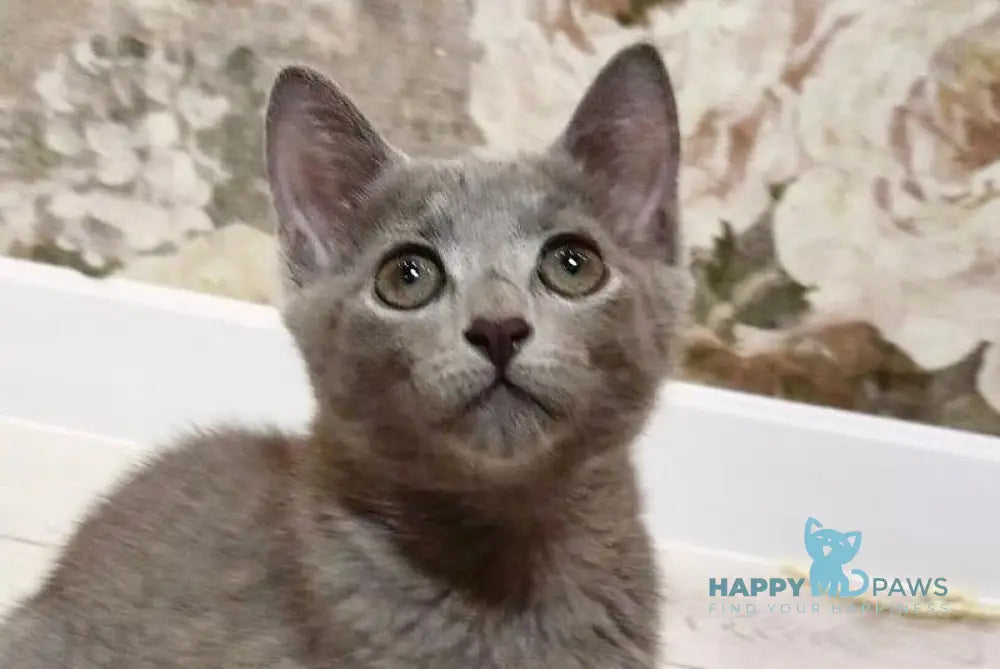 Mira Russian Blue female blue live animals