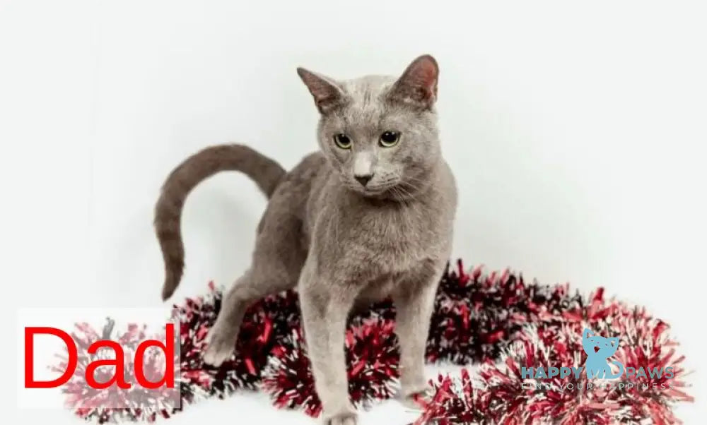 Mira Russian Blue female blue live animals