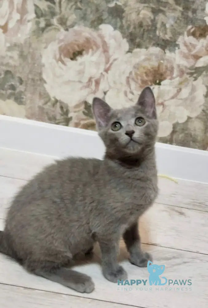 Mira Russian Blue female blue live animals