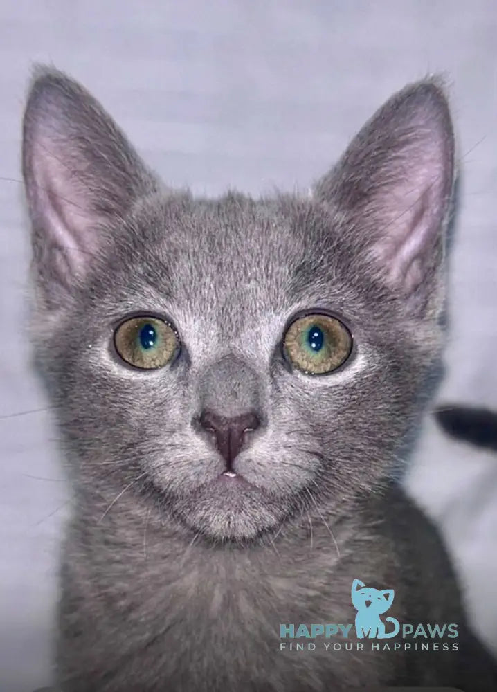 Mira Russian Blue female blue live animals