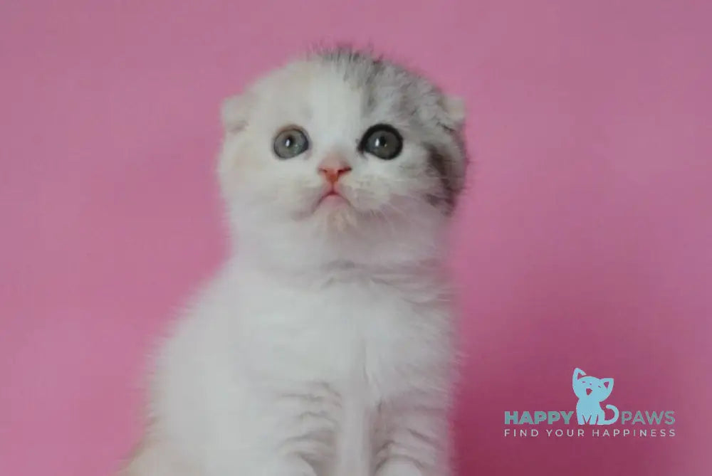 Mira Scottish Fold female black tortie silver harlequin live animals