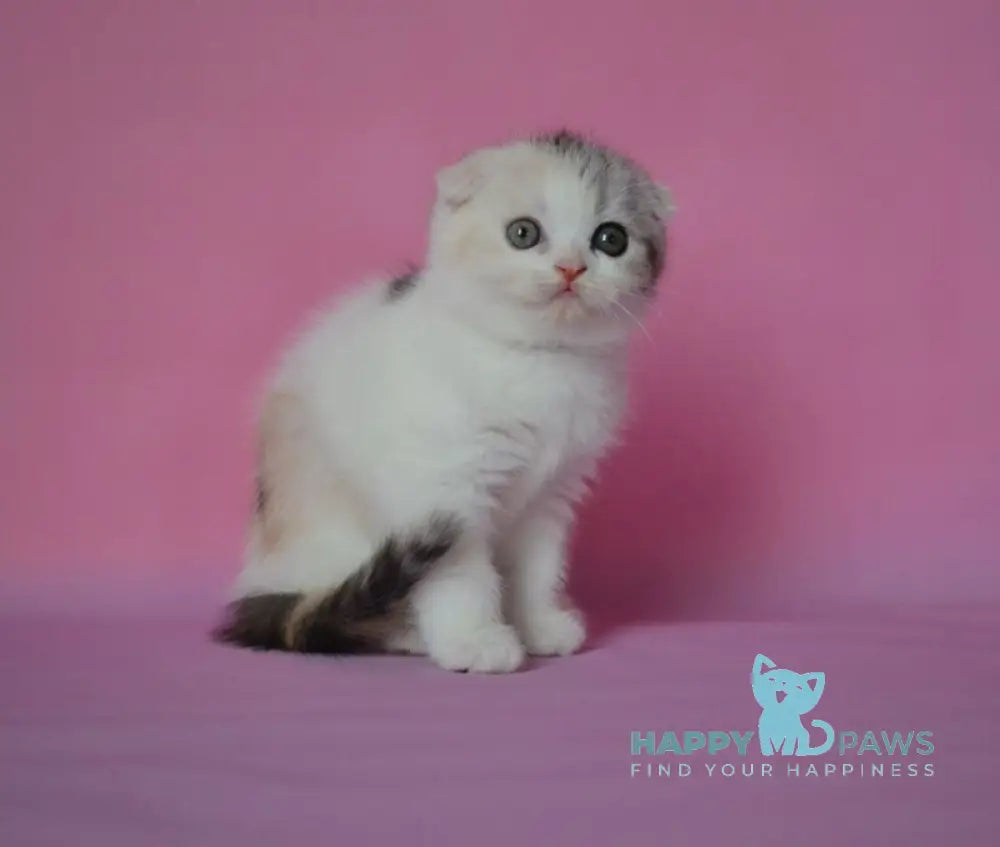 Mira Scottish Fold female black tortie silver harlequin live animals